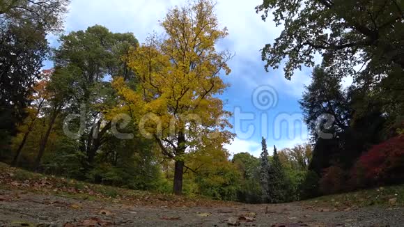 秋天和黄色的树视频的预览图