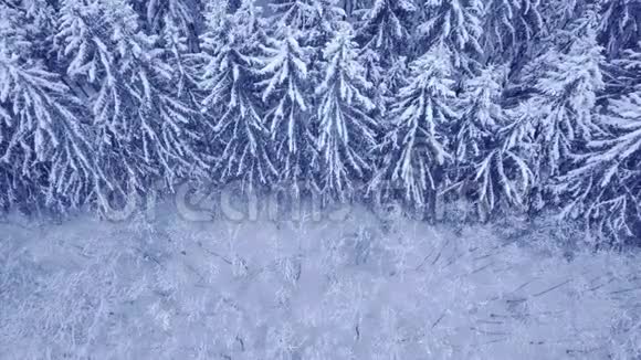在美丽的蓝冬林中覆盖着白雪的松树和落叶树的头顶上相机飞行没有视频的预览图