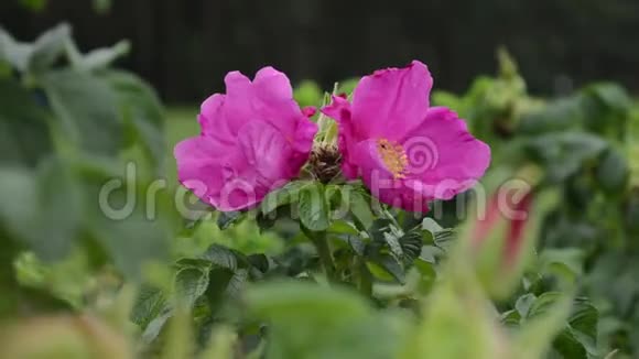 一只大大黄蜂从一朵花飞到一朵玫瑰花收集花粉视频的预览图