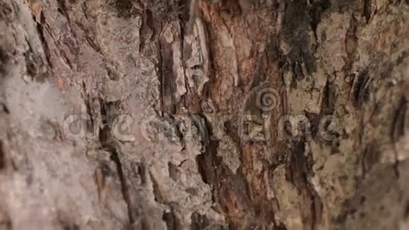 蚂蚁在树皮下爬行视频的预览图