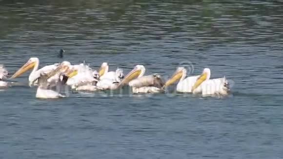 白天湖中的隼或团队或筏水鸟视频的预览图