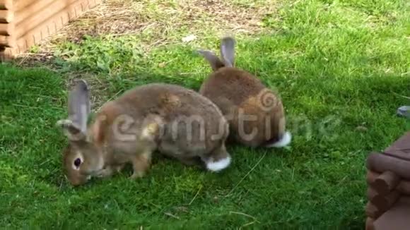 兔子在花园里嚼草视频的预览图