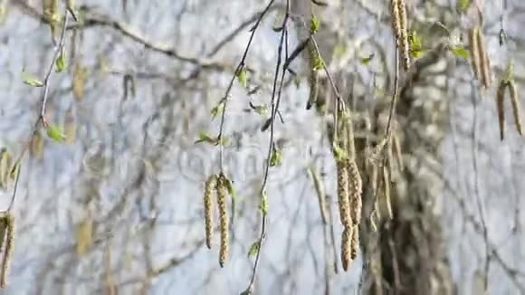 有花蕾在风中摇曳的桦树枝视频的预览图