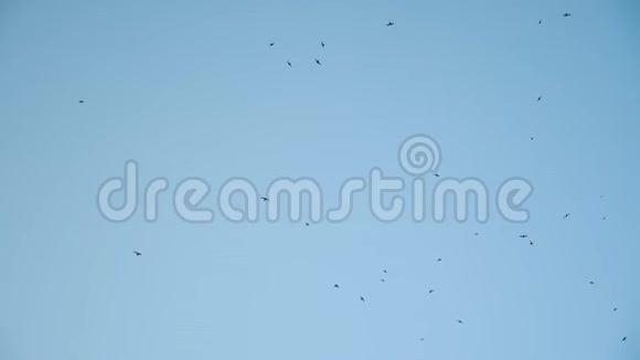 一群鸟在晴朗的蓝天上飞翔和盘旋视频的预览图