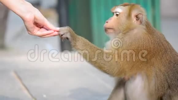 猴子从女孩手里拿坚果视频的预览图