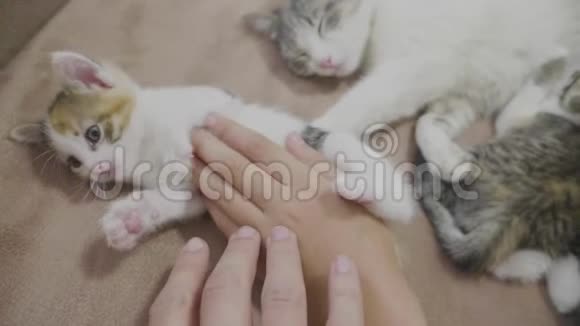 小猫是和一个人玩手小生活方式小猫三色慢动作视频小猫游戏概念视频的预览图