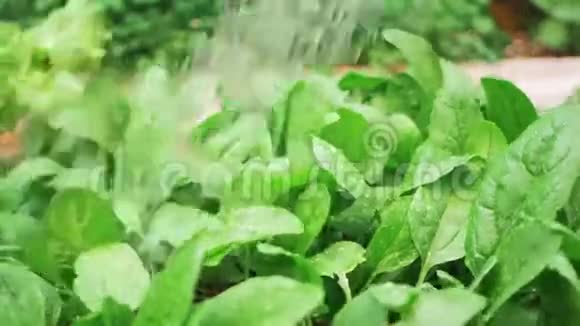 给绿色的婴儿菠菜浇水视频的预览图