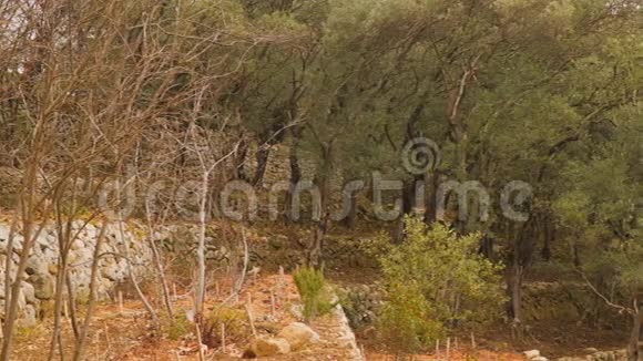 山坡上的橄榄树林视频的预览图