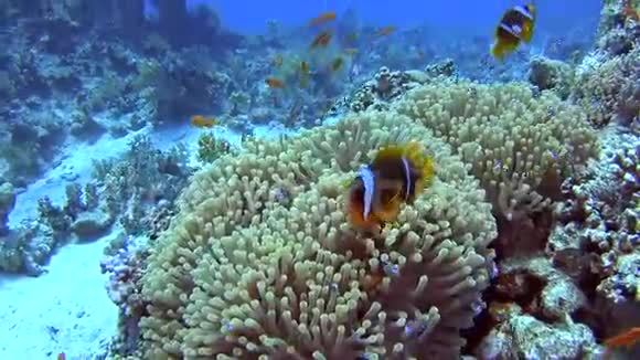 珊瑚礁热带海洋中的海葵鱼类配对视频的预览图