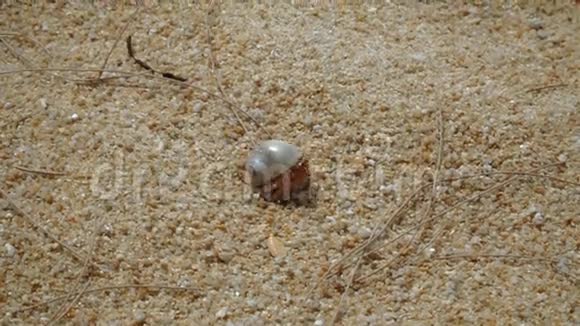 巨蟹座隐士在沙滩上奔跑视频的预览图