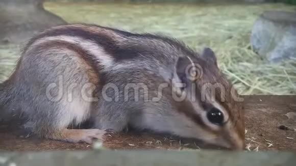 靠近一只可爱的毛茸茸的松鼠吃食物视频的预览图
