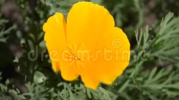 黄色美丽的花在花园里被阳光照亮特写视频的预览图