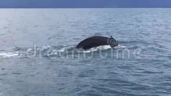 鲸鱼抬起尾巴拍打着水面潜入水中视频的预览图