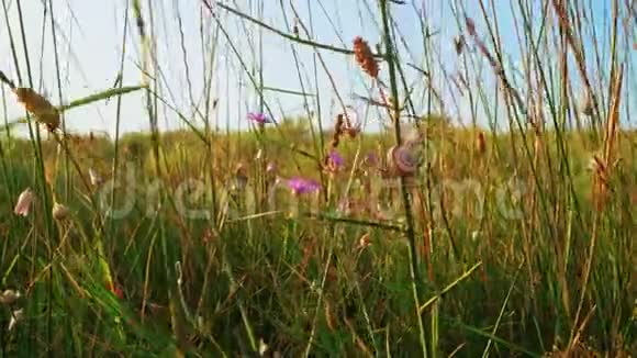 野草中的蜗牛壳在风中瑟瑟发抖视频的预览图