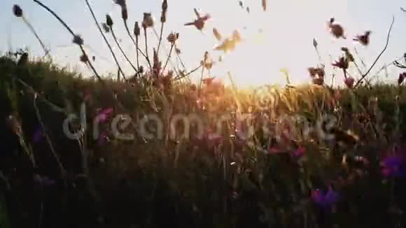 在夕阳前迎风飘扬的紫罗兰色野花视频的预览图