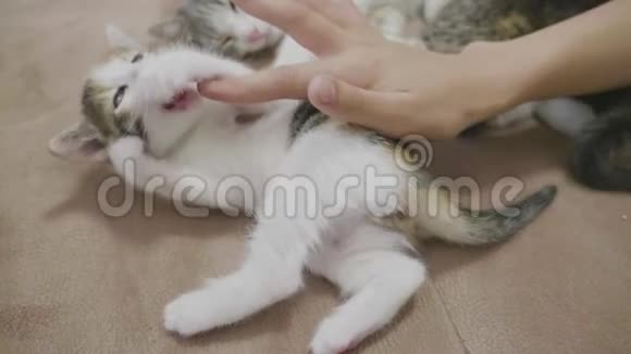 小猫是和一个人玩手小猫三色慢动作视频小猫游戏概念生活方式视频的预览图