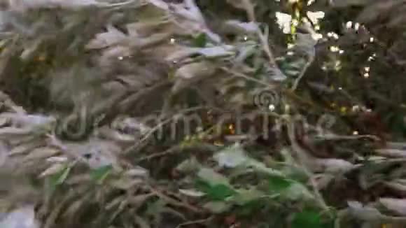 强大的风上的兔子树视频的预览图