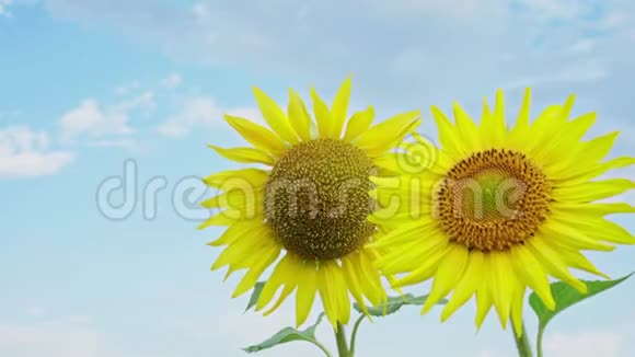 特写两朵向日葵的天空背景农场里盛开的向日葵夏季农业的光辉景象视频的预览图