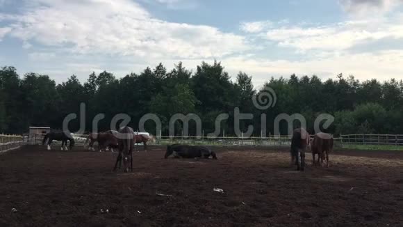 优雅的马在有栅栏的田野上散步视频的预览图