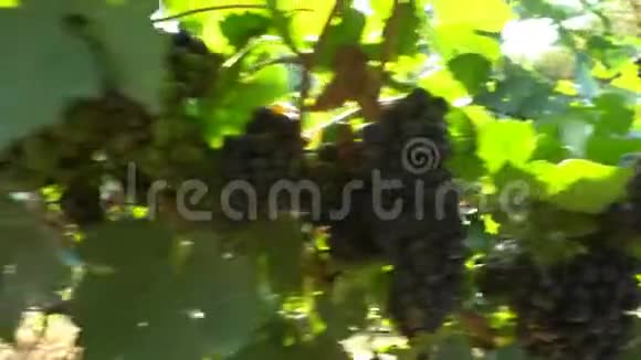 一串串新鲜的红葡萄挂在葡萄园里视频的预览图