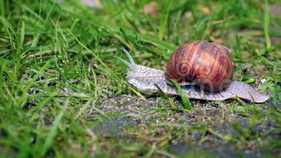 在绿草中蜗牛视频的预览图
