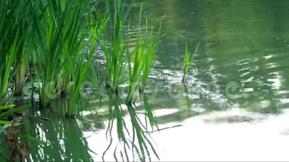 森林湖的景象普通芦苇芦苇芦苇随风飘扬夏季视频的预览图