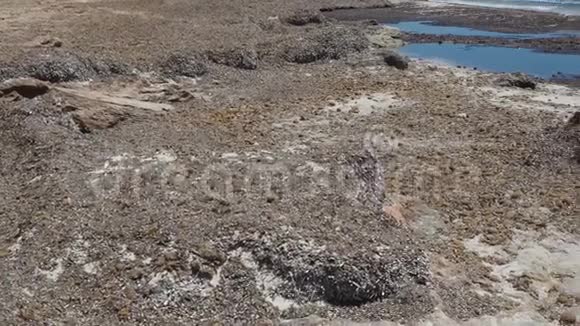 萨拉皮塔西班牙马洛卡在夏季爱斯拉皮塔海滩上的景观被藻类覆盖视频的预览图