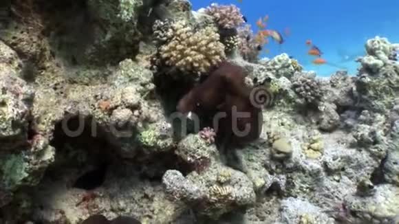两只章鱼藏在珊瑚水下红海里视频的预览图