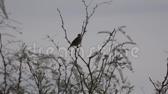 德州特灵瓜鸟在树枝上视频的预览图