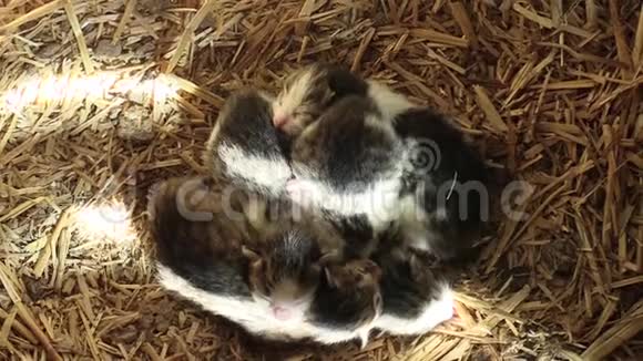 刚出生的小猫白色的塔比睡在稻草和木箱上非常可爱和美丽的小猫家庭猫视频的预览图