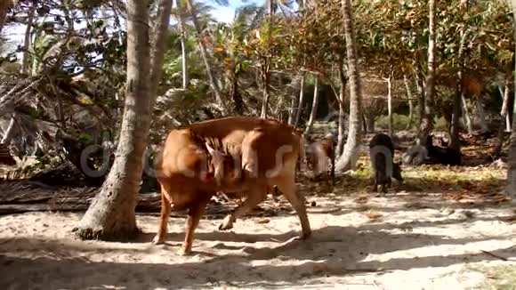 在海边的椰子林里的动物视频的预览图