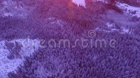 森林早晨冬季日出太阳视频的预览图