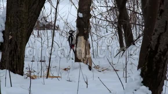 大斑点啄木鸟撕下树皮寻找幼虫形式的树皮甲虫和木器视频的预览图