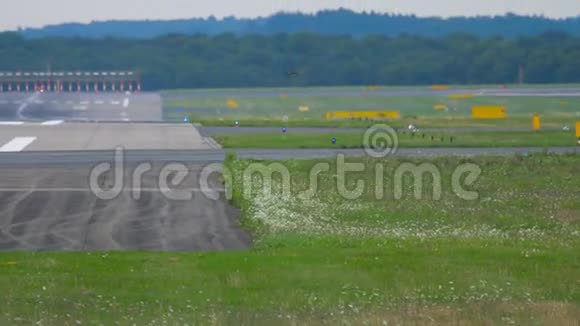 跑道附近的红隼鸟视频的预览图