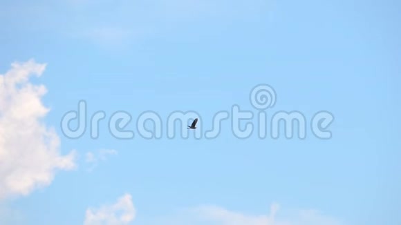 鹭飞向蓝天视频的预览图