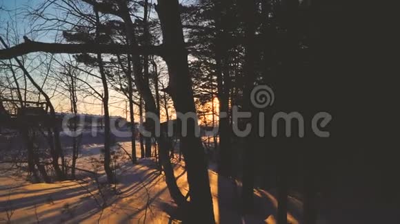 冬天日出日落穿过树枝4k的热带雨林视频的预览图