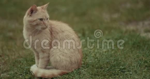 可爱的毛茸茸的红猫绿眼睛坐在草地上看着相机4k视频的预览图
