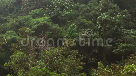厄瓜多尔雨林大雨视频的预览图