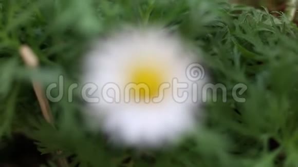 在大自然中绽放的雏菊花视频的预览图