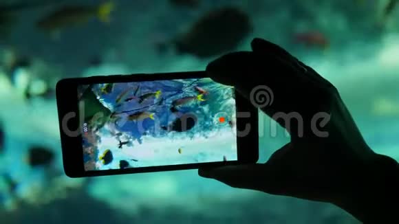 手机拍摄了一个水族馆与各种不同的鱼在摄像机特写视频的预览图