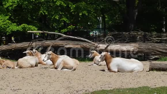 夏天阳光明媚的一天动物园里的在地上放松视频的预览图