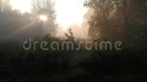 其他星球美妙的日出阳光透过树枝和雾视频的预览图