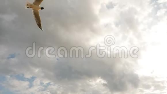 一群海鸥带着云彩飞向天空吃面包视频的预览图