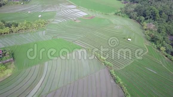 热带雨林中绿色稻田的壮丽鸟瞰傍晚时分充满了水绿色的水稻视频的预览图