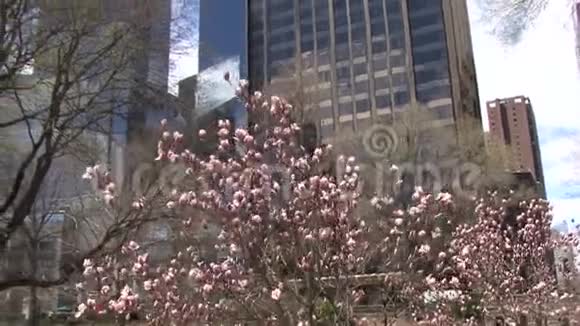 纽约摩天大楼和盛开的木兰视频的预览图