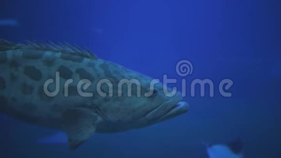 不同水生动物背景下蓝色海水中的大型水族馆鱼类特写视频的预览图