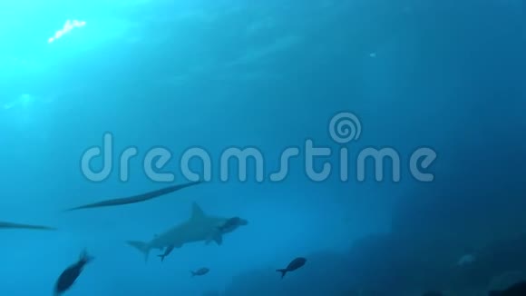 有鳞的锤头鲨视频的预览图