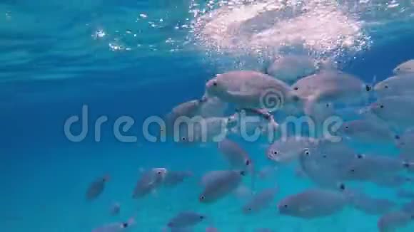 银色的海洋鱼在镜头前游泳视频的预览图