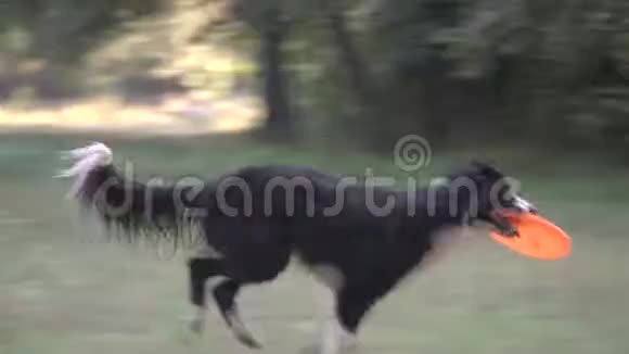 边境牧羊犬在绿草上捕捉到一只滚动的橙色飞盘然后把女孩带到一个又一次的训练者身边视频的预览图