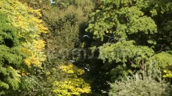 一群鸟在阳光下从茂密的绿色森林中飞翔视频的预览图
